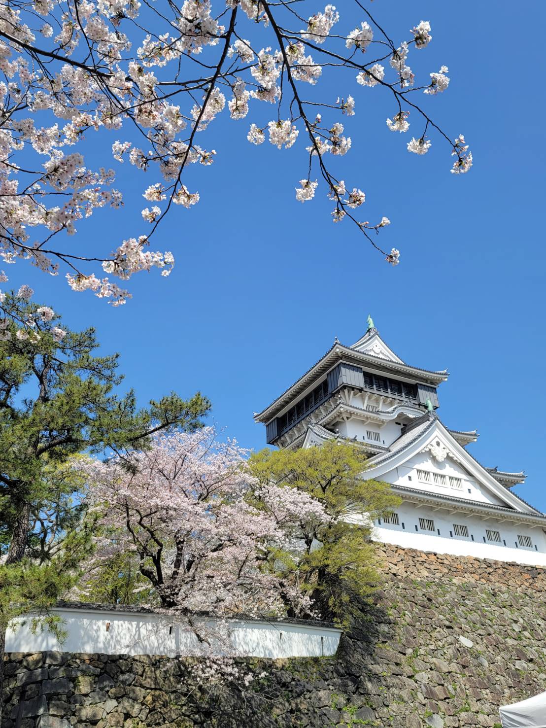 桜の季節に感じること